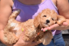 Cavapoo (teef) 51502