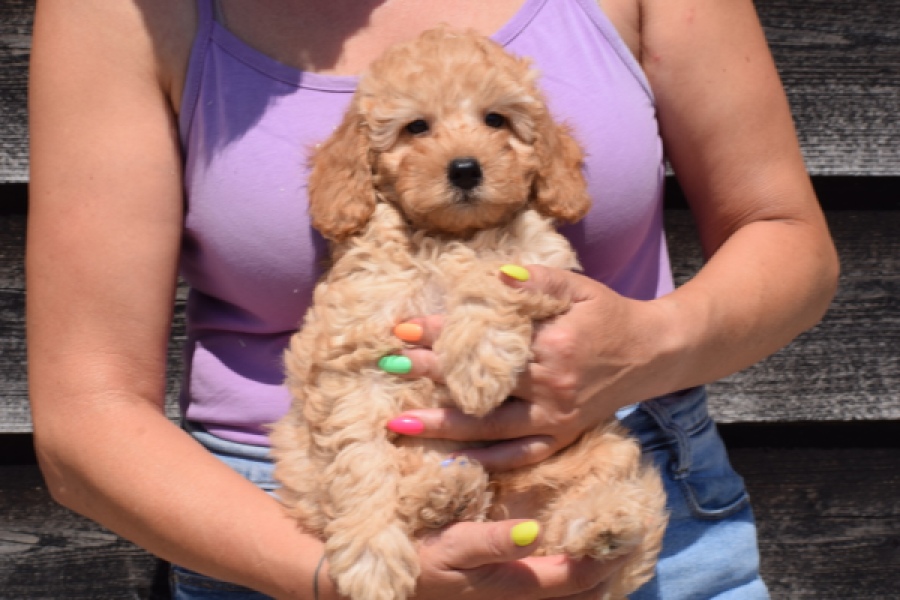Cavapoo (reu) 24838