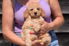 Cavapoo (reu) 24838