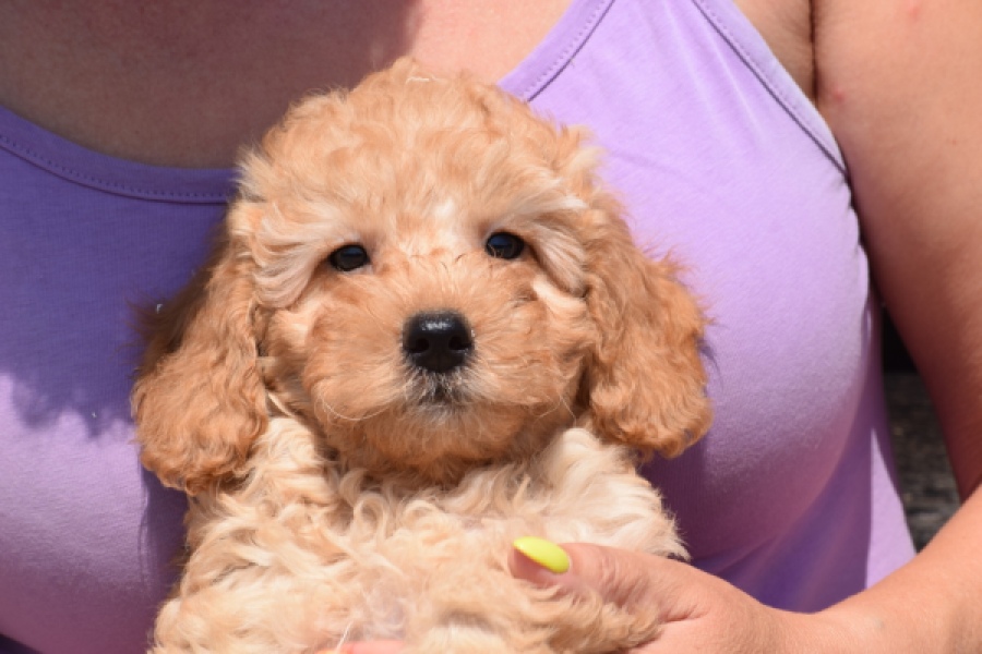 Cavapoo (reu) 24838