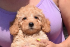 Cavapoo (reu) 24838