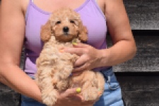 Cavapoo (reu) 24838
