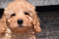 Cavapoo (reu) 24838