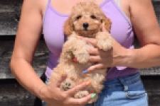 Cavapoo (reu) 51509