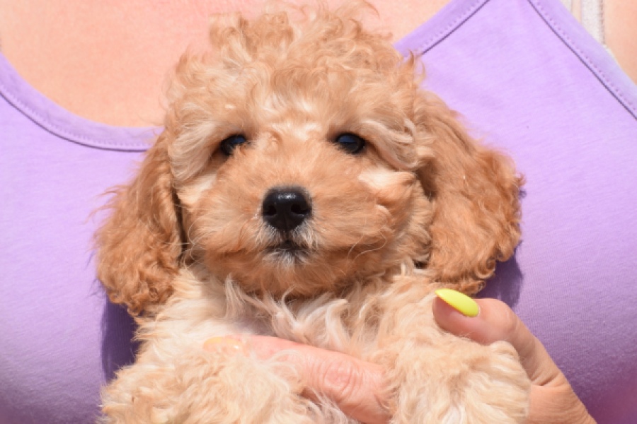 Cavapoo (reu) 51509