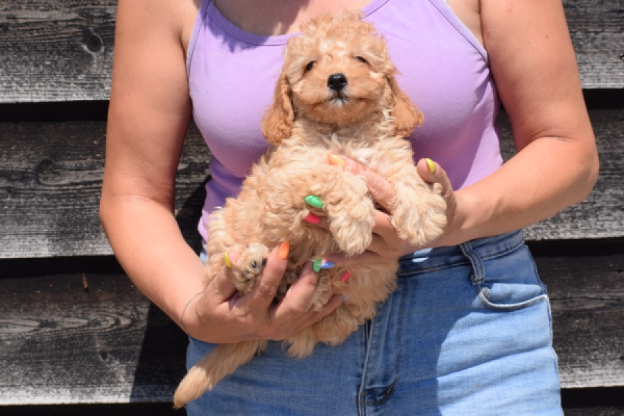 Cavapoo (reu) 51509