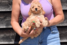 Cavapoo (reu) 51509