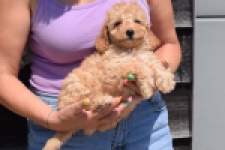 Cavapoo (reu) 51509