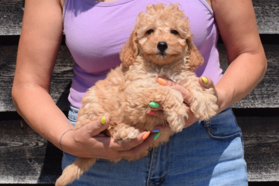 Cavapoo (reu) 51509