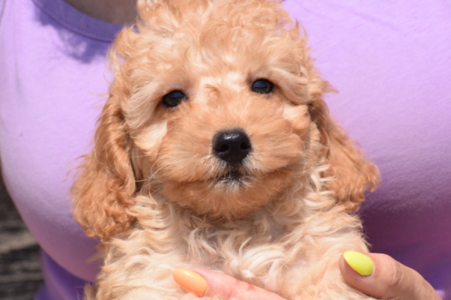 Cavapoo (reu) 51509