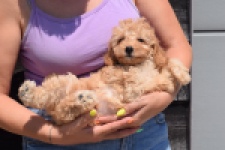 Cavapoo (reu) 51509