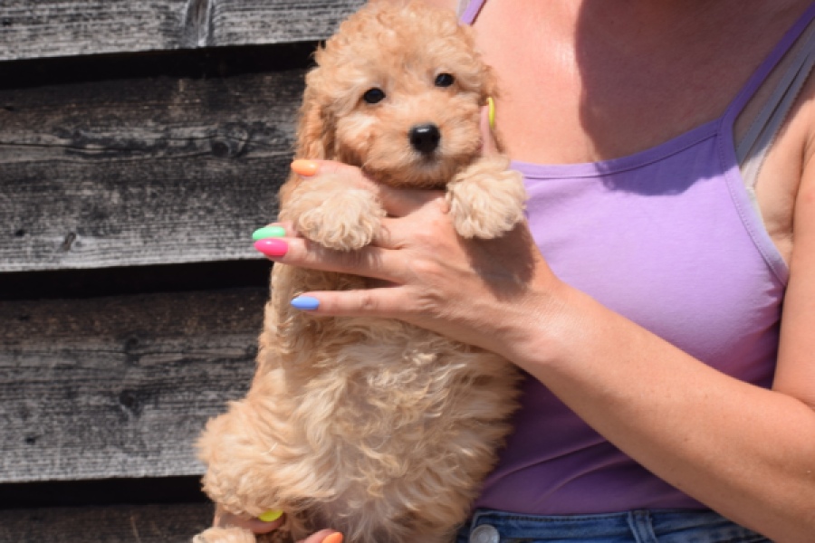 Cavapoo (teef) 32284