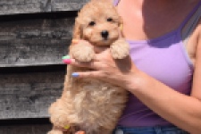 Cavapoo (teef) 32284
