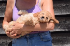 Cavapoo (teef) 32284