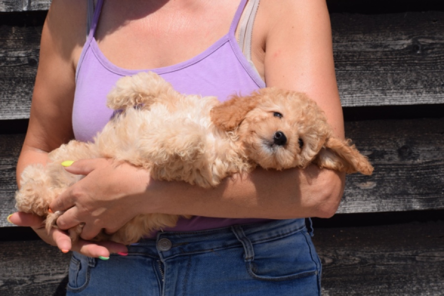 Cavapoo (teef) 32284