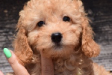 Cavapoo (teef) 32284