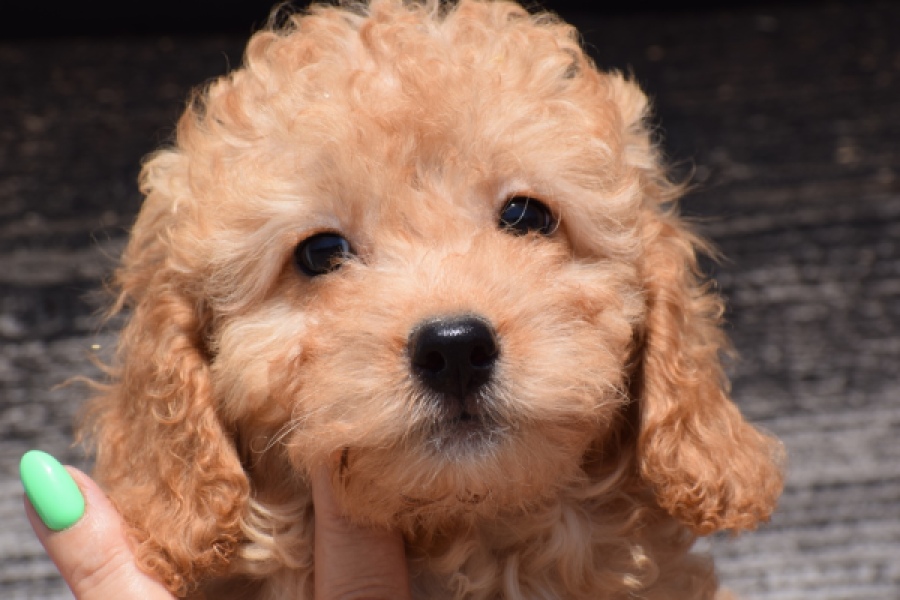 Cavapoo (teef) 32284