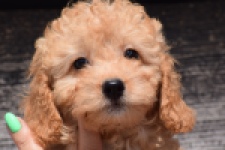 Cavapoo (teef) 32284