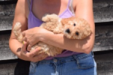 Cavapoo (teef) 32284