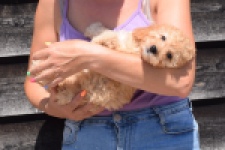 Cavapoo (teef) 32284