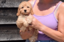 Cavapoo (teef) 32284