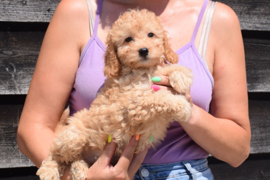 Cavapoo (teef) 32284