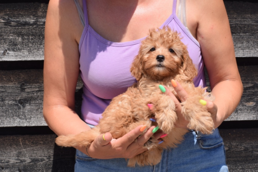 Cavapoo (teef) 51674