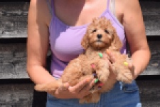 Cavapoo (teef) 51674