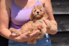 Cavapoo (teef) 51674