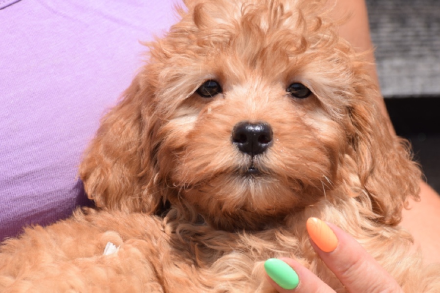 Cavapoo (teef) 51674