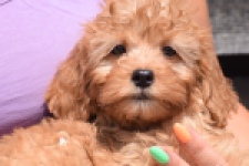 Cavapoo (teef) 51674