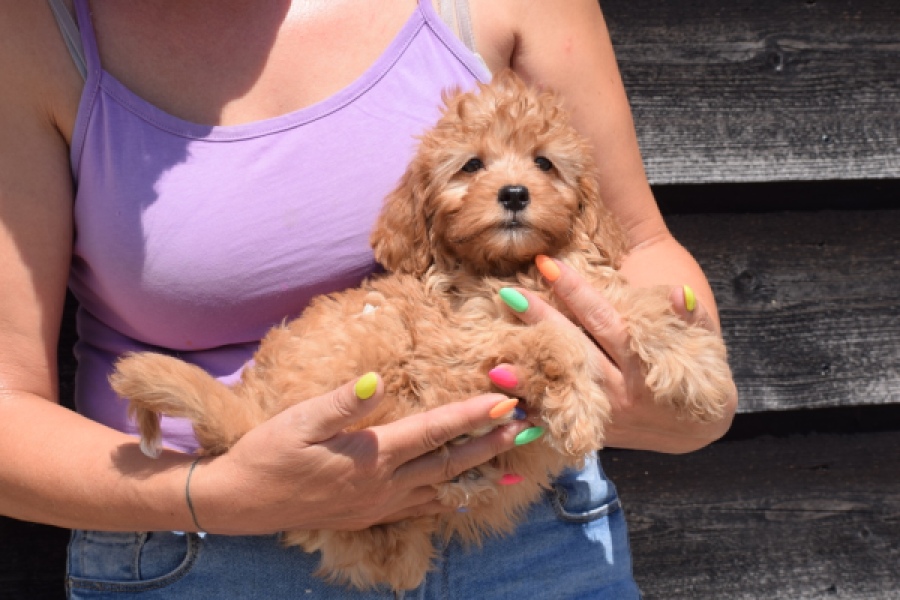 Cavapoo (teef) 51674