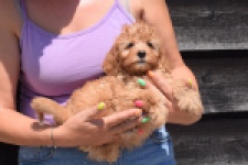 Cavapoo (teef) 51674