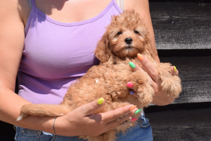 Cavapoo (teef) 51674