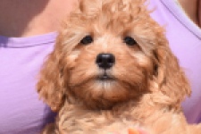 Cavapoo (teef) 51674