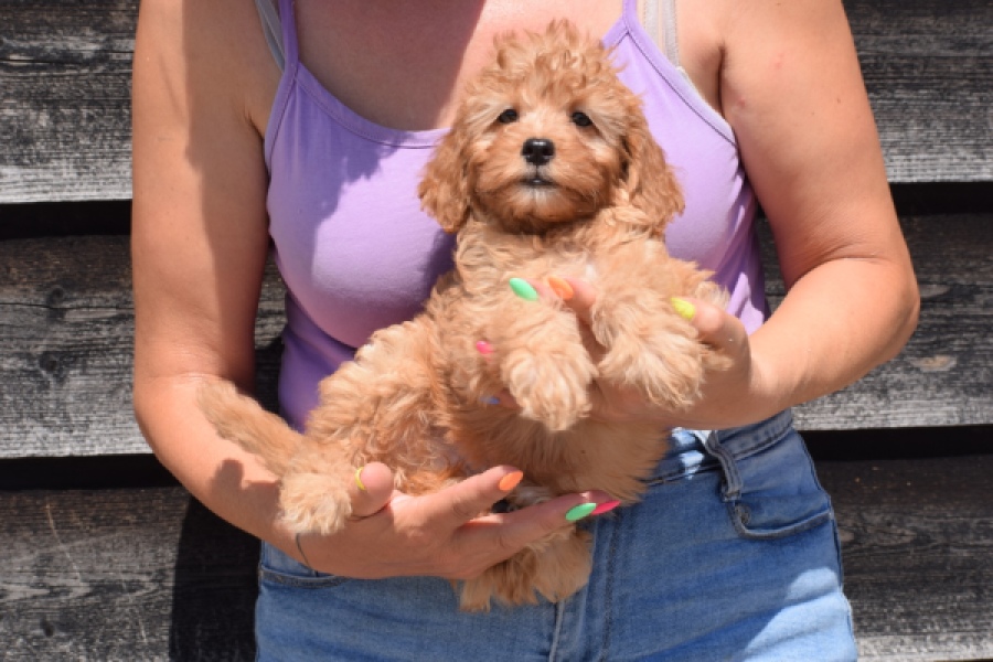 Cavapoo (teef) 51674