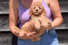 Cavapoo (teef) 51674