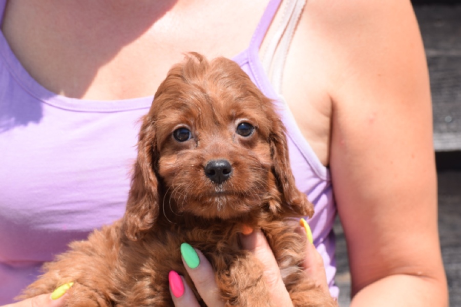 Cavapoo (teef) 46444