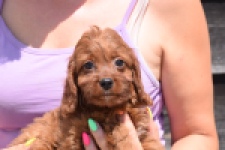 Cavapoo (teef) 46444