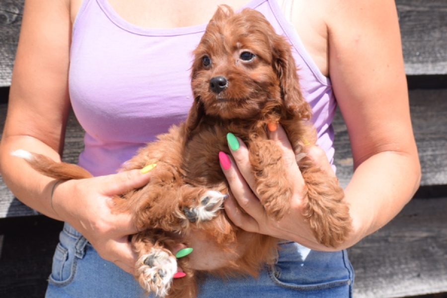 Cavapoo (teef) 46444