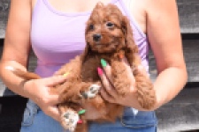 Cavapoo (teef) 46444