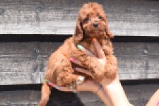 Cavapoo (teef) 46444