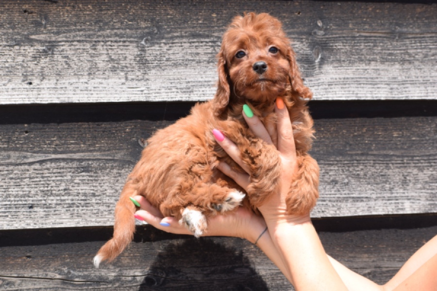 Cavapoo (teef) 46444