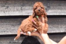 Cavapoo (teef) 46444