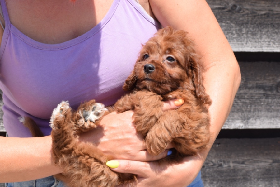 Cavapoo (teef) 46444