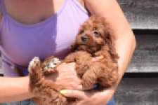 Cavapoo (teef) 46444