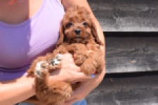 Cavapoo (teef) 46444