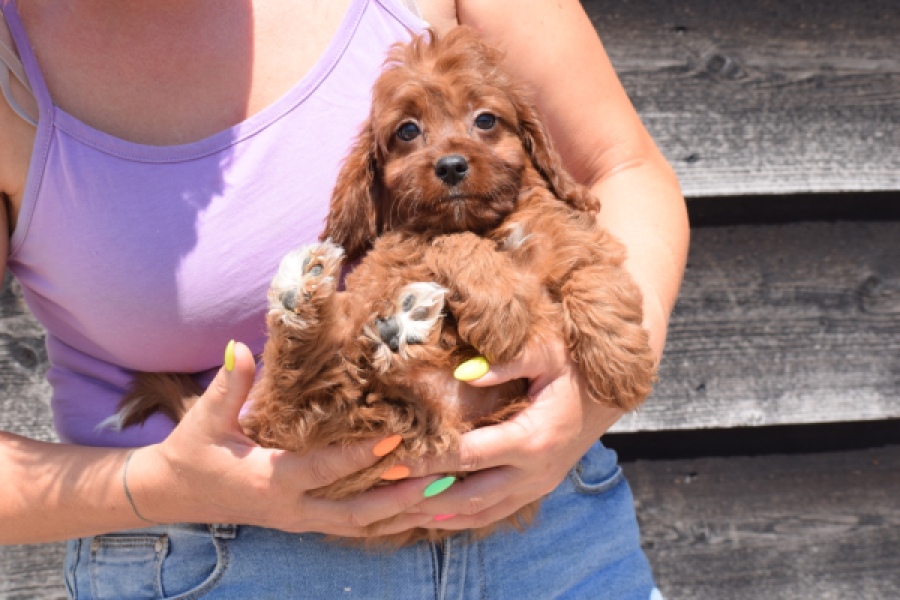 Cavapoo (teef) 46444