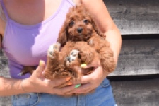 Cavapoo (teef) 46444