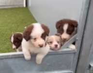 Border collie nestje 